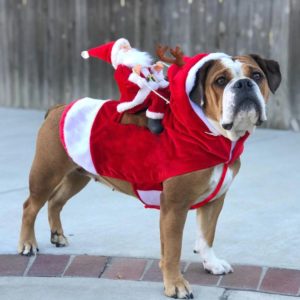 Christmas Costume For Dog - Santa Riding On Dog - 3
